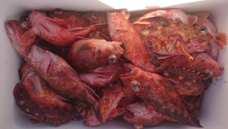 オーフリー 釣果