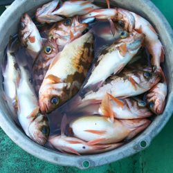 モンロー号 釣果