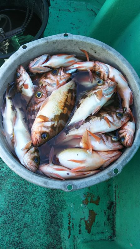 モンロー号 釣果