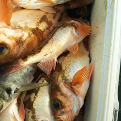 モンロー号 釣果