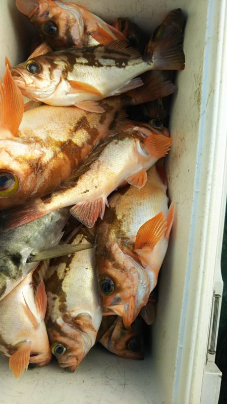 モンロー号 釣果