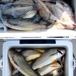 来温丸(らいおんまる) 釣果