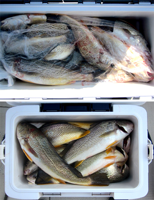 来温丸（らいおんまる） 釣果