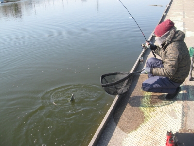 吉羽園 釣果