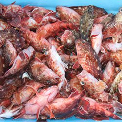 松本釣船２ 釣果