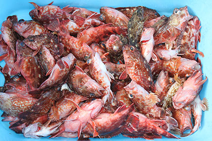 松本釣船２ 釣果