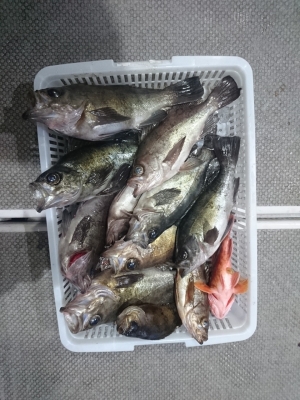 秀丸 釣果