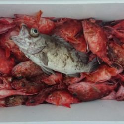 オーフリー 釣果