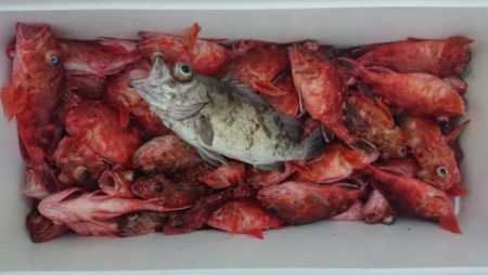 オーフリー 釣果