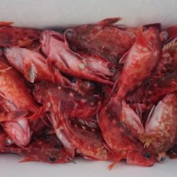 オーフリー 釣果