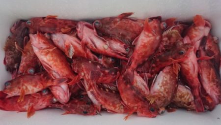 オーフリー 釣果