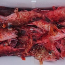 オーフリー 釣果