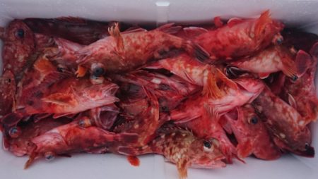 オーフリー 釣果