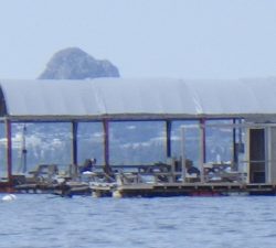 本部釣りイカダ 釣果