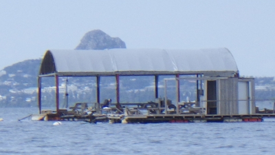 本部釣りイカダ 釣果