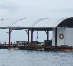 本部釣りイカダ 釣果