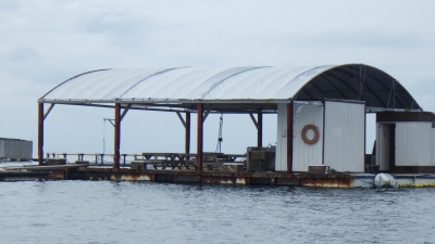 本部釣りイカダ 釣果