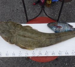 本部釣りイカダ 釣果