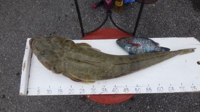 本部釣りイカダ 釣果