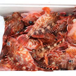 松本釣船２ 釣果