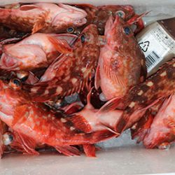 松本釣船２ 釣果