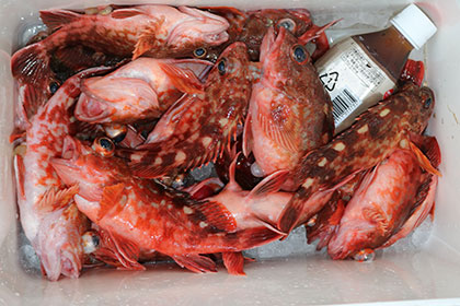 松本釣船２ 釣果