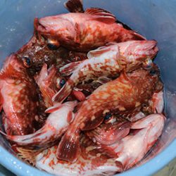 松本釣船２ 釣果