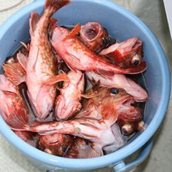 松本釣船２ 釣果