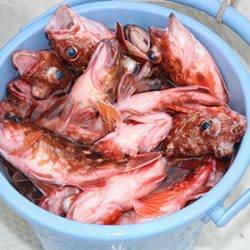 松本釣船２ 釣果