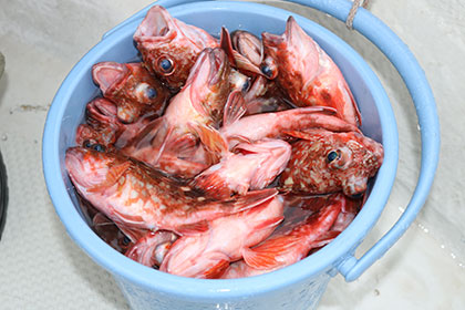 松本釣船２ 釣果