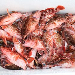 松本釣船２ 釣果