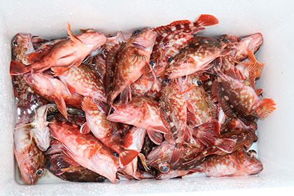 松本釣船２ 釣果