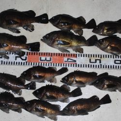 ルアー船マヒマヒ 釣果