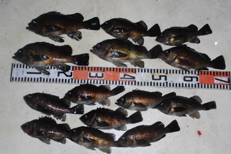 ルアー船マヒマヒ 釣果