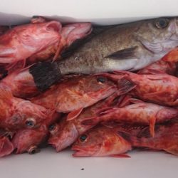 オーフリー 釣果