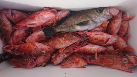 オーフリー 釣果