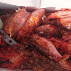 オーフリー 釣果