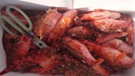 オーフリー 釣果