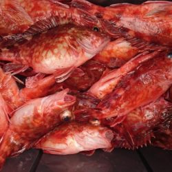 オーフリー 釣果