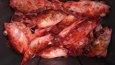 オーフリー 釣果