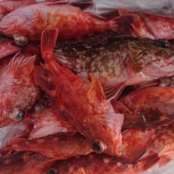 オーフリー 釣果