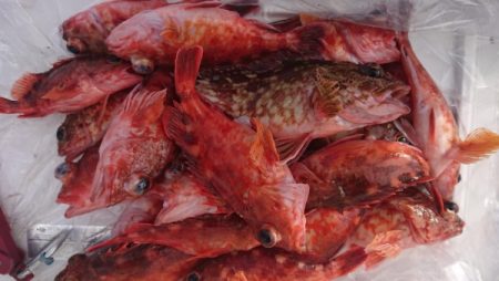 オーフリー 釣果