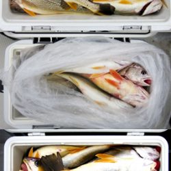 来温丸（らいおんまる） 釣果