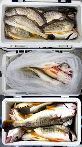 来温丸（らいおんまる） 釣果