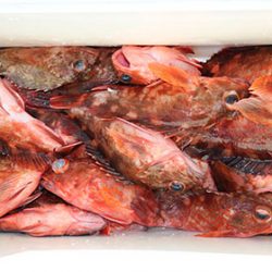 松本釣船２ 釣果