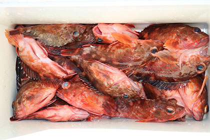 松本釣船２ 釣果