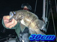 オーシャンマスター 釣果