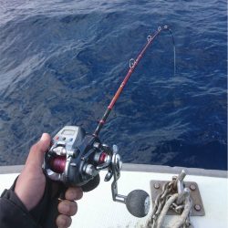 マタウマリンサービス 釣果