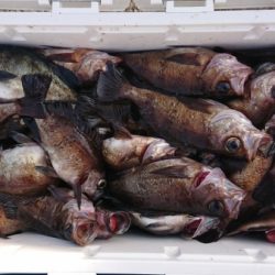 オーフリー 釣果