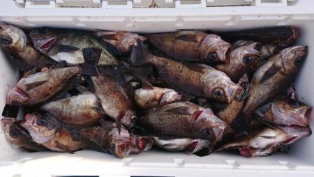 オーフリー 釣果